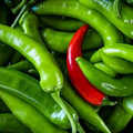 Serrano Pepper Seeds - Heirloom, Non-GMO, Capsicum annuum, 10,000-25,000 Scoville, 80 Days, Hot Chili Seeds for Salsas & Cooking
