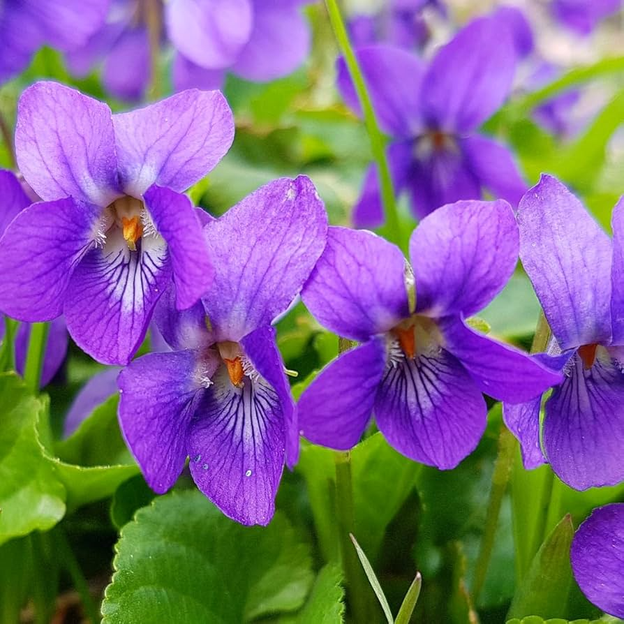 Purple Violet Live Starter Plants, Bare Root, Fragrant Viola odorata, Perennial Ground Cover, Flower Bed Plants