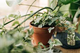 15 English Ivy Rooted Cuttings - Fast-Growing Privacy Vine, Hardy Climber, Indoor & Outdoor Hedera helix
