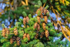 Chinese Douglas Fir Seeds - Pseudotsuga sinensis, Evergreen Conifer, Hardy, Fast-Growing, Landscaping & Forest Gardens, 20 Seeds