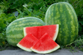 Seedless Watermelon Seeds – USA Grown, Juicy & Sweet, Garden Fruit Starter, Citrullus lanatus, Vining Plant