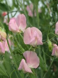 Janet Scott Sweet Pea Seeds – Fragrant Rose-Pink Blooms, Climbing Vines for Trellises & Bouquets, Lathyrus odoratus, 50 Pack