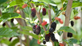 Mulberry Cuttings, Early Fruiting, Easy-to-Root Morus alba, Fruit-Bearing Plant for Edible Landscaping