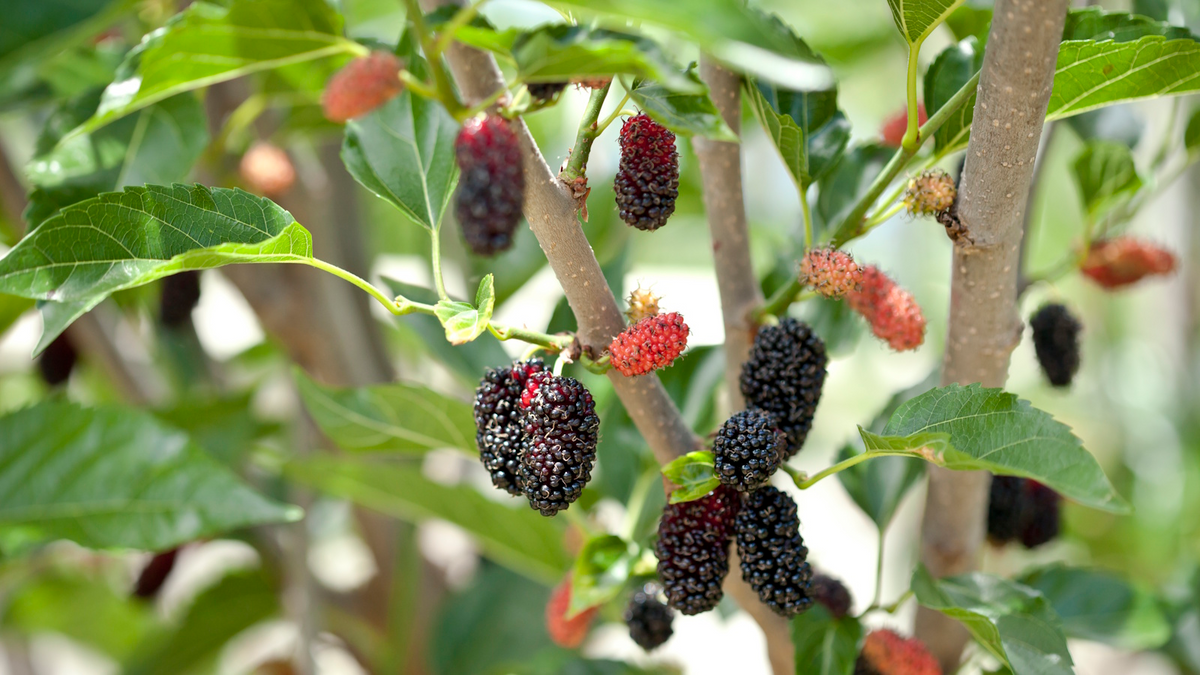 Mulberry Cuttings, Early Fruiting, Easy-to-Root Morus alba, Fruit-Bearing Plant for Edible Landscaping