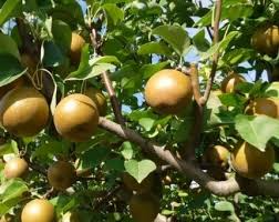 Korean Giant Asian Pear Scion - 3 Cuttings for Grafting, Edible Fruit Tree, Outdoor Pear Tree, Temperate Zone