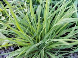 Organic Cat Grass Mix 8 oz for Indoor Cats, Wheatgrass, Barley & Oat Grass Blend, Triticum aestivum & Avena sativa