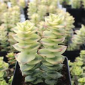 Crassula Perforata Variegata Succulent Cuttings - 2 Trailing Variegated Plants with Red Margins, Easy to Propagate