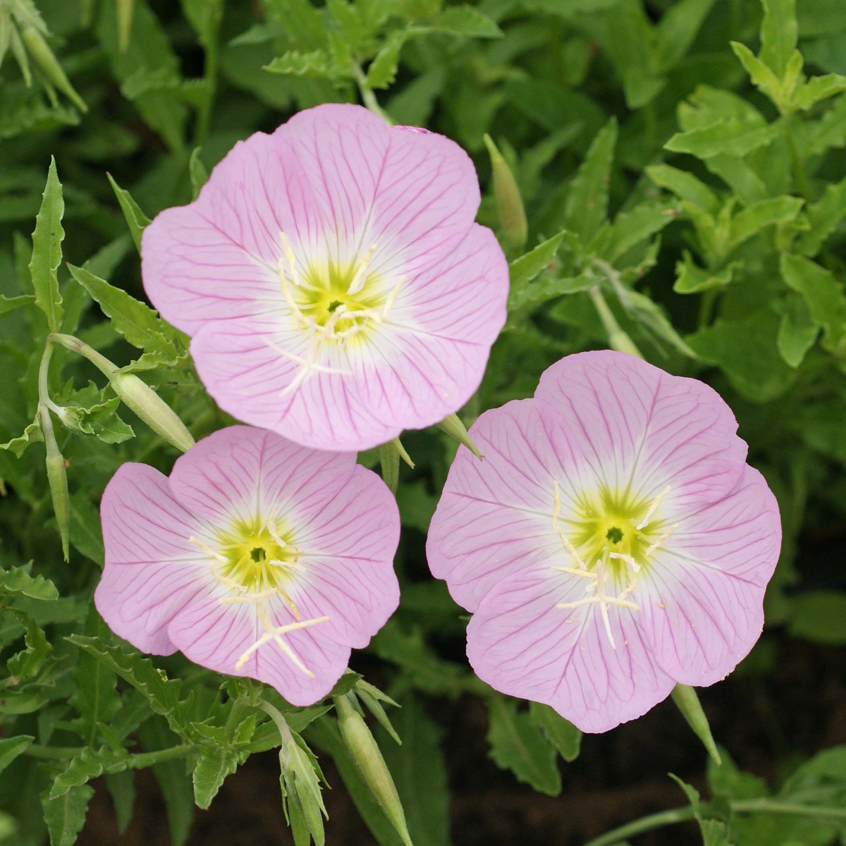 Showy Evening Primrose Seeds | Fragrant Pink Blooms | Drought Tolerant Perennial | Zones 4-9 | Non-GMO | Oenothera speciosa