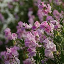 Misty Mountain Sweet Pea Seeds – Lilac & Blue Climbing Flower Vine for Trellises, Bouquets, Cottage Gardens, Arches