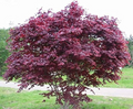 Bloodgood Japanese Maple Cuttings - Live Unrooted 5-12 Inch Starter Plant for Grafting & Propagation, Acer palmatum 'Bloodgood'