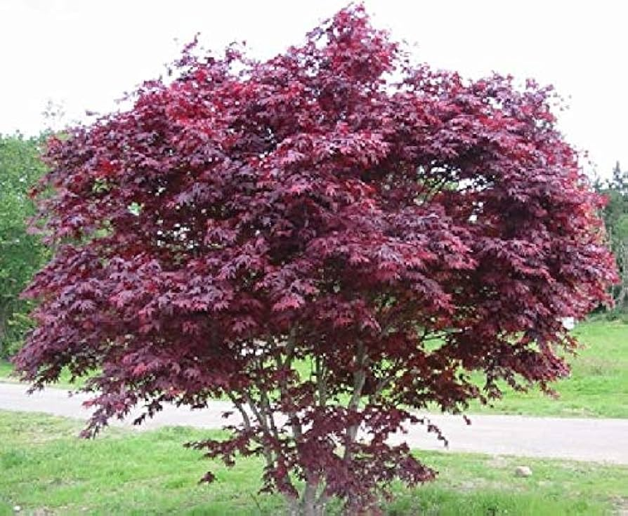 Bloodgood Japanese Maple Cuttings - Live Unrooted 5-12 Inch Starter Plant for Grafting & Propagation, Acer palmatum 'Bloodgood'