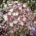Baby's Breath Seeds MIXED COLORS Non-GMO Heirloom Pollinator-Friendly Delicate White & Pink Blooms
