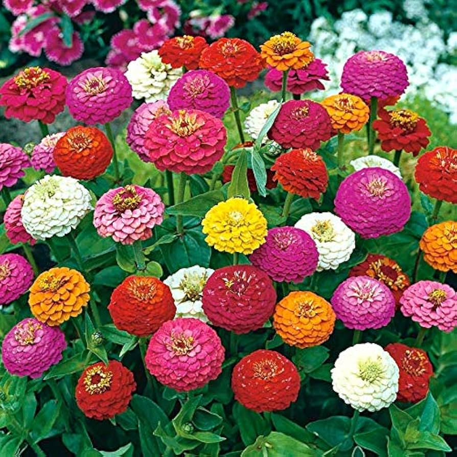 Lilliput Zinnia Seeds – Heirloom Compact Colorful Mix – Zinnia elegans, Non-GMO, Easy-to-Grow, Pollinator-Friendly, 100 Seeds