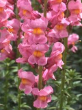 Antirrhinum majus Rocket Rose Shades Snapdragon Seeds – 1000+ Pink & Rose Blooms for Garden & Cut Flowers