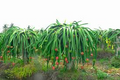 White Dragon Fruit Seeds | Edible Cactus Pitahaya Plant | Hylocereus Undatus | Indoor & Outdoor Garden Starter