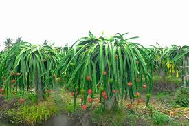 White Dragon Fruit Seeds | Edible Cactus Pitahaya Plant | Hylocereus Undatus | Indoor & Outdoor Garden Starter
