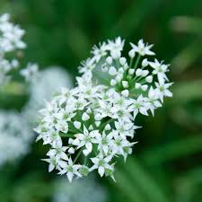 Garlic Chive Herb Seeds 150 Allium tuberosum Mild Garlic Flavor Non-GMO for Cooking, Garnishes & Salads
