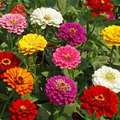 California Giant Zinnia Seeds – Large 5-6 Inch Blooms, Vibrant Colors, Pollinator-Friendly, Easy to Grow, Annual Flower, Zinnia elegans