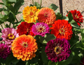 California Giants Zinnia Seeds - Non-GMO, 5-Inch Blooms, Tall Cut Flowers, Pollinator Attracting, USDA Zones 1-10, Zinnia elegans