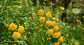 Kerria Japonica Cuttings – 10 Fresh Unrooted Japanese Rose, Miracle Marigold, Flowering Shrub, Easy to Root, 7 Inches