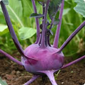 Kohlrabi Purple Vienna Seeds – 500mg Heirloom Variety, Crisp & Sweet, Cold Hardy, High Yield, Garden & Container Planting