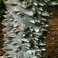 20 Hercules' Club Tree Seeds - Zanthoxylum clava-herculis, Prickly Ash, Rare Fast-Growing Tree, Full Sun, USDA Zones 7-9