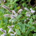 Peppermint Herb Seeds – 30mg, Mentha × piperita, Perennial, Strong Mint Aroma, Tea & Dessert Herb, Fragrant Garden Plant