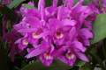 Cattleya Skinneri Orchid Seedling | 2-Inch Pot | Pink to Light Purple Blooms | National Flower of Costa Rica | Live Tropical Orchid Plant