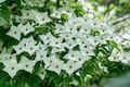 Kousa Dogwood Tree Seeds – Cornus kousa ‘Milky Way’ with White Flowers & Red Berries, Ornamental Flowering Tree, Hardy in Zones 5-8