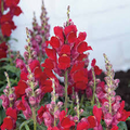 Candy Tops Red Snapdragon Seeds - Compact Dwarf Antirrhinum majus for Garden & Containers, Bold Red Blooms, 1000+ Seeds