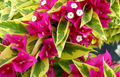 Pink Pixie Queen Bougainvillea Starter Plant, Vibrant Pink Blooms, Indoor & Outdoor Tropical Garden Plant, Live Well-Rooted Plug
