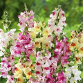Brighton Rock Snapdragon Seeds 1000+ Bicolor Blooms for Gardens & Borders Antirrhinum majus