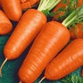 Red Cored Chantenay Carrot Seeds – Heirloom, Sweet, Crisp, Compact, Daucus carota, 300 Seeds