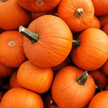 New England Pie Pumpkin Seeds | Heirloom Cucurbita Pepo for Baking & Pies | Small 4-7 lb Fruit | USDA Zones 3-10 | Non-GMO
