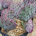 Opuntia Macrocentra Prickly Pear Cutting – 5"+ Purple Cactus with Black Spines, Cold Hardy, Drought Tolerant Succulent, Unrooted Starter Plant