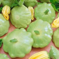 Bennings Green Tint Scallop Squash Seeds – Heirloom, Cucurbita pepo, 2-3 Inch Pale Green, Deer-Resistant, USDA Zones 3-10, Non-GMO