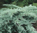 Fresh Grey Owl Juniper Cuttings - Spreading Evergreen Shrub, Drought Tolerant, Silvery Grey Foliage, Juniperus virginiana