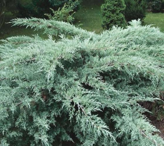 Fresh Grey Owl Juniper Cuttings - Spreading Evergreen Shrub, Drought Tolerant, Silvery Grey Foliage, Juniperus virginiana