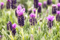 50 Seeds Italian Lavender Herb Seeds – Lavandula stoechas Fragrant Purple Flowers for Gardens & Containers