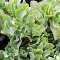 Crassula Arborescens Undulatifolia ‘Ripple Jade’ | 3” Bare Root Succulent Plant with Wavy Blue-Green Leaves | Easy-Care Houseplant
