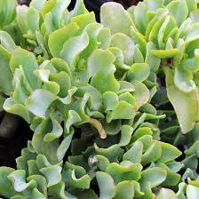 Crassula Arborescens Undulatifolia ‘Ripple Jade’ | 3” Bare Root Succulent Plant with Wavy Blue-Green Leaves | Easy-Care Houseplant
