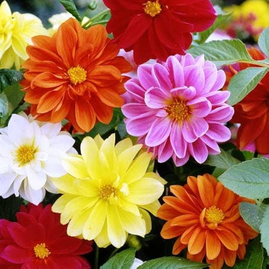 Cracker Jack Mix Marigold Seeds | Large Double Blooms | Non-GMO | Tagetes erecta | Pollinator-Friendly Annual Flowers