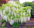 White Wisteria Seeds – Hardy Climbing Vine with Fragrant White Flowers, Wisteria floribunda Alba, Garden Trellis Plant