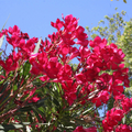 Oleander Red Live Cuttings – 7 Unrooted 6-Inch Plants, Fast-Growing Evergreen Shrub with Vibrant Red Flowers, USDA Zones 8-10