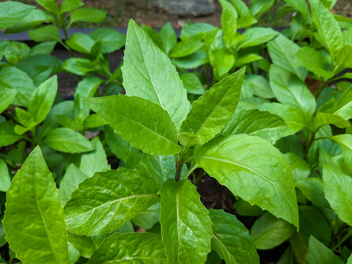 8 Fresh Gynura Procumbens Cuttings – Edible Perennial Superfood, Easy-to-Grow Greens, Longevity Spinach Starter Plant