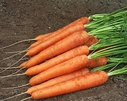 1000+ Speedo Carrot Seeds – Fast-Growing, Sweet & Tender Root Vegetable, Deep Orange, High-Yield, Disease-Resistant
