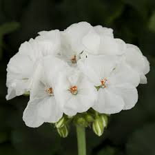 Geranium Pelargonium Zonal ‘White’ | 3 Live 6” Unrooted Cuttings | Drought-Tolerant Flowering Plant with White Blooms
