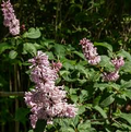 Syringa villosa Late Lilac Bush - Live Bare Root Plant 12-18 Inches, Fragrant Pinkish-Lavender Flowers, Hardy Shrub for Zones 3-7