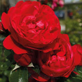 Super Rare Florentina Rose Cuttings – Climbing Rose Variety for Grafting & Propagation – Vibrant Red Blooms, Rose Plant Cuttings