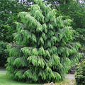 Himalayan Spruce Tree Seeds | Weeping Evergreen Conifer | Picea smithiana | Bonsai & Landscaping Seeds